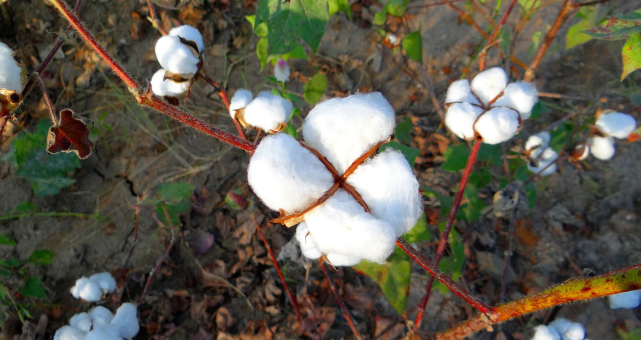 Algodón orgánico Vs algodón reciclado